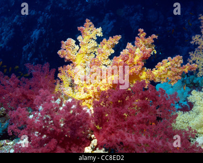 Soft Coral nella barriera corallina del Mar Rosso Foto Stock