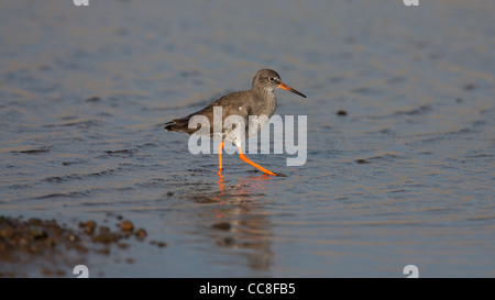 Redshank foraggio per il cibo in pozze di marea Foto Stock