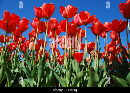 Tulipani rossi sotto il cielo blu su bulbfield in Olanda, Paesi Bassi, Europa Foto Stock