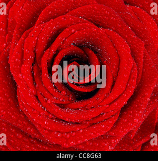 Rosso rosa bagnata sfondo con gocce di rugiada Foto Stock