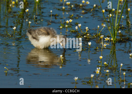 Avocet Pulcino ( Recurvirostra avosetta ) in acqua Foto Stock