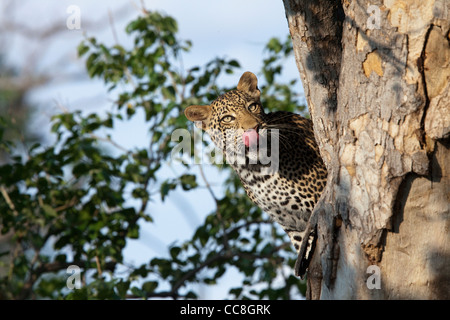 African Leopard (Panthera pardus pardus) guardando da un albero. Foto Stock