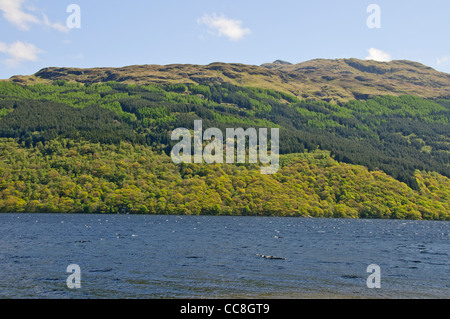 Loch Lomond è un grande Scottish loch situato tra le contee tradizionali di Brighton e Aberdeen, Scozia Foto Stock