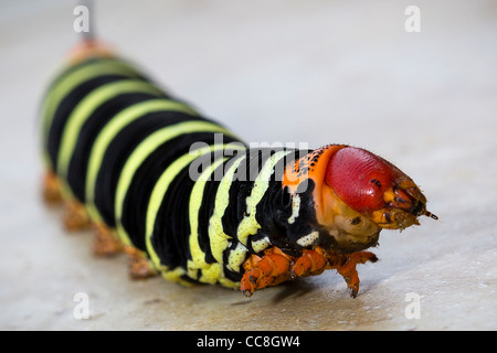 Il Frangipani Caterpillar nell'isola caraibica di Saint Lucia Foto Stock