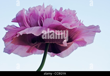 Lavanda peonia papavero Foto Stock