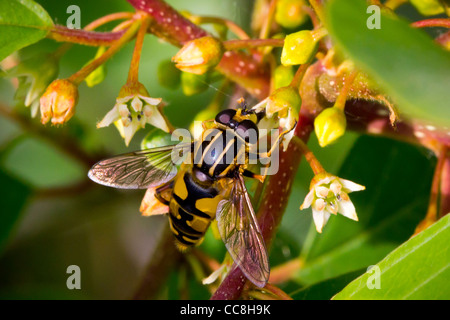 Un'ape impollinare un fiore Foto Stock