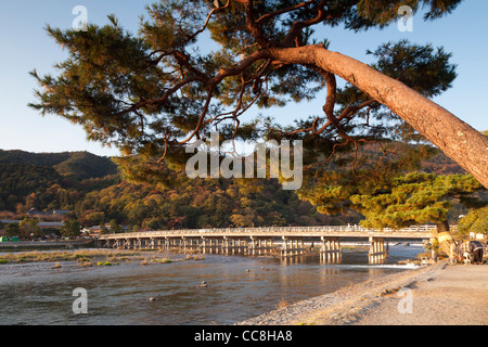 Inclinazione albero di pino accanto al fiume Katsura e Ponte Togetsukyo ad Arashiyama, nella periferia occidentale di Kyoto, Giappone. Foto Stock