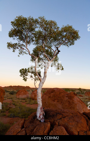 Luce della Sera in rosso di massi di granito e gengive fantasma del diavolo area marmi nei Territori del Nord Australia. Foto Stock