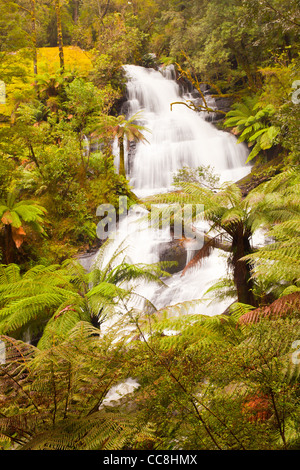 Tripletta cade su Youngs Creek nella grande Otway National Park vicino a conche Hill, Great Ocean Road e South West Coast di Victoria, Australia Foto Stock
