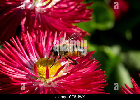 Un'ape impollinare un fiore Foto Stock