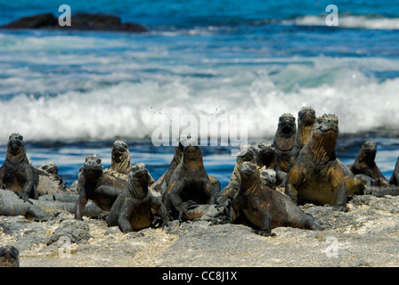 Gruppo di iguane marine (Amblyrhynchus cristatus) ensoleillement stessi sulla roccia vulcanica, in Fernandina Island, Galapagos. Foto Stock