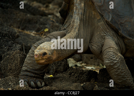 Lonesome George in tutta la sua gloria. Pinta isola la tartaruga gigante (Chelonoidis nigra abingdoni). Estinta nel selvaggio. Santa Cruz. Foto Stock