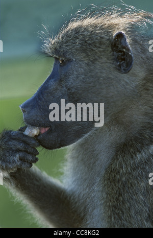 Chacma baboon (Papio ursinus), noto anche come il capo di babbuino mano fino a bocca di mangiare Foto Stock