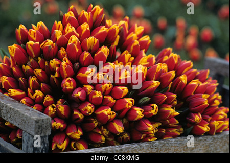Prelevati i tulipani in casse di legno pronto per essere venduto Foto Stock