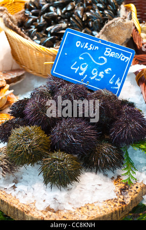 Fresh ricci di mare su un letto di ghiaccio in un mercato del pesce Foto Stock