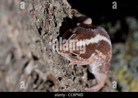Gecko di coda di grasso Foto Stock