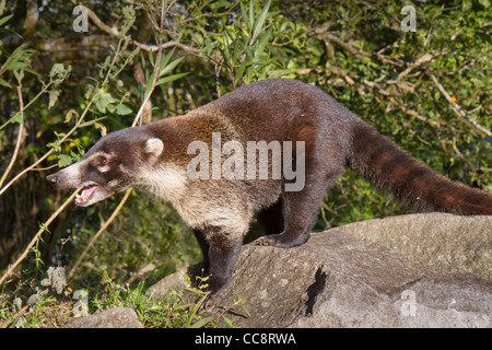 Bianco-coati dal naso (Nasua narica) a Monteverde (Puntarenas, Costa Rica). Foto Stock