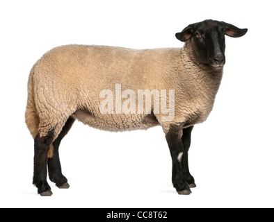 Femmina pecore Suffolk, Ovis aries, 2 anni, in piedi di fronte a uno sfondo bianco Foto Stock