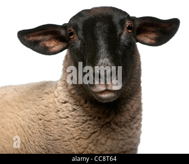 Femmina pecore Suffolk, Ovis aries, 2 anni, ritratto di fronte a uno sfondo bianco Foto Stock