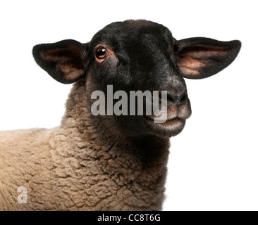 Femmina pecore Suffolk, Ovis aries, 2 anni, ritratto di fronte a uno sfondo bianco Foto Stock