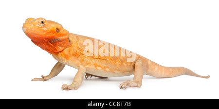 Centrale di drago barbuto, Pogona vitticeps, di fronte a uno sfondo bianco Foto Stock