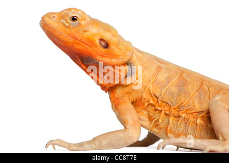 Close-up di centrale Drago barbuto, Pogona vitticeps, di fronte a uno sfondo bianco Foto Stock