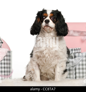 Cavalier King Charles seduto con albero di Natale e regali di fronte a uno sfondo bianco Foto Stock
