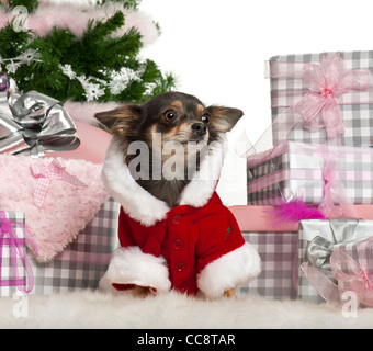 Chihuahua, 1 anno di età, indossando Santa vestito con i regali di Natale di fronte a uno sfondo bianco Foto Stock