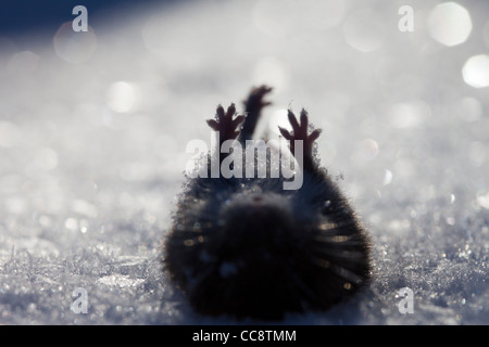 Closeup silhouette di zampe di un campo morto (Microtus agrestis) su neve bianca a Inverno , Finlandia Foto Stock