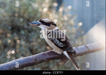 Golders Hill park ridere kookaburra bird branch Foto Stock