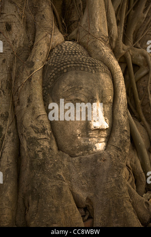 La testa di un buddha di pietra arenaria nelle radici di bodhi tree, il Wat Phra Mahathat, Ayutthaya, Thailandia Foto Stock