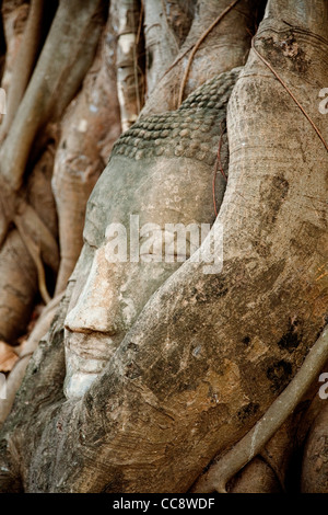 La testa di un buddha di pietra arenaria nelle radici di bodhi tree, il Wat Phra Mahathat, Ayutthaya, Thailandia Foto Stock