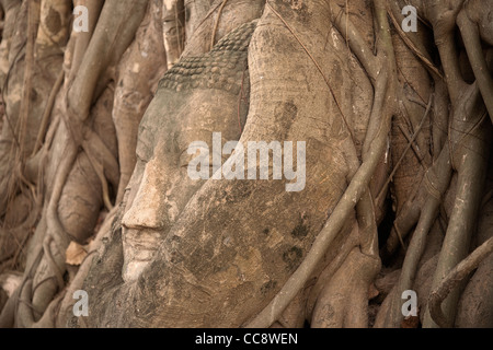 La testa di un buddha di pietra arenaria nelle radici di bodhi tree, il Wat Phra Mahathat, Ayutthaya, Thailandia Foto Stock