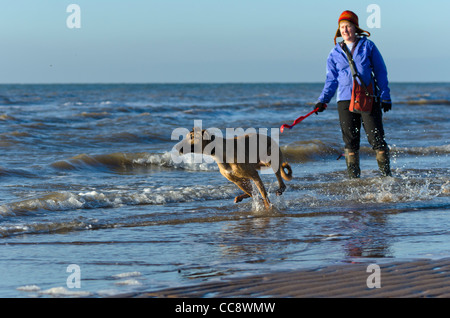 Un cane che corre in mare e il suo proprietario a Drigg beach, Cumbria, Regno Unito in un freddo ma soleggiato gennaio pomeriggio. Foto Stock