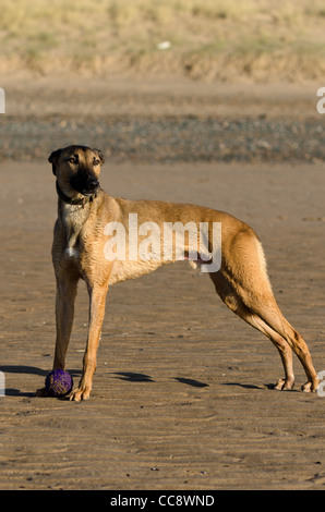 Tyler, un lurcher, posa con la sua palla sulla spiaggia di Drigg, Cumbria, Inghilterra. Il cane è bagnato dall'esecuzione in mare. Foto Stock