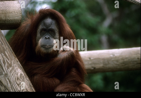 Un Bornean Orangutan (Pongo pygmaeus) in zoo di San Diego, California. Foto Stock