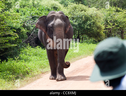I turisti scattare delle foto di un elefante mentre su safari nel parco nazionale Yala in Sri Lanka Foto Stock