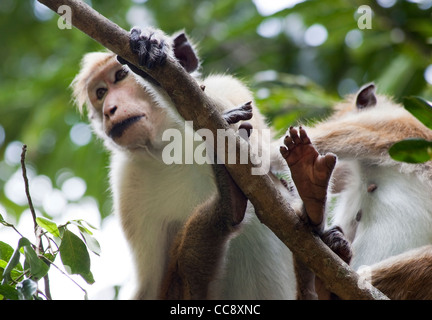 Un macaco è visto in Yala National Park nello Sri Lanka Foto Stock