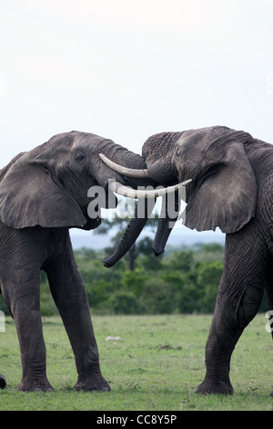 Due elefanti africani combattimenti, Masai Mara, Kenya, Africa orientale. 2/2/2009 Foto Stock