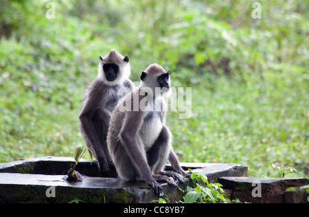 Grigio Langurs sono visti in Sigiriya, Sri Lanka Foto Stock