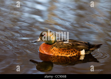 Chestnut Teal uccelli acquatici a Martin Mere Wildfowl & Wetlands Trust Center, WWT, Wigan Greater Manchester, Lancashire, Inghilterra Foto Stock