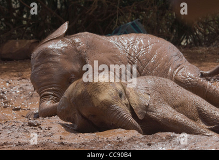 Africa KENYA Nairobi David Sheldrick Wildlife Trust-Orphaned elefanti giocando nel fango (Loxodonta africana) Foto Stock