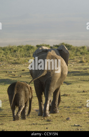 Africa Kenya Amboseli National Park-African vacca e vitello piedi di elefante in pianura (Loxodonta africana)-dalla parte posteriore Foto Stock