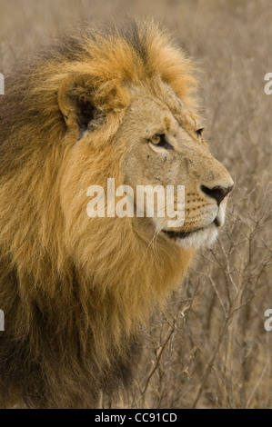 Africa Kenya Lago Nakuru-Head colpo di Lion (Panthera leo) Foto Stock
