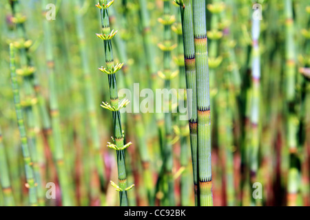 Equiseto verde in legno marsh Foto Stock