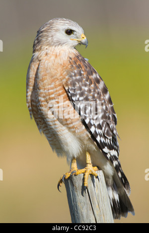 Florida Red-Hawk con spallamento (Buteo lineatus floridanus) appollaiato su un fencepost Foto Stock