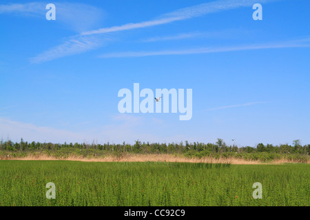 Gru volante sul verde marsh Foto Stock