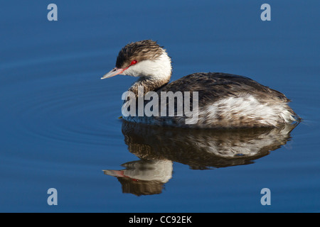 Inverno plumaged cornuto svasso (Podiceps auritus) Foto Stock