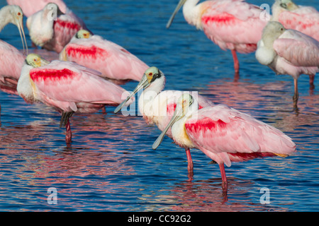 Gregge di Roseate Spoonbill (Ajaia ajaja) in piedi in un lago Foto Stock