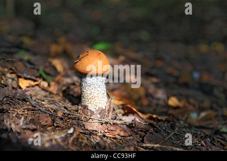 Funghi commestibili in legno scuro Foto Stock